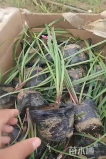 高度20厘米韭兰