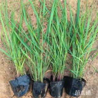 高度45厘米柳枝稷