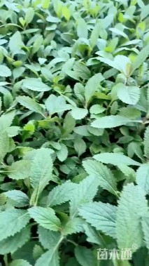 高度15厘米柳叶马鞭草