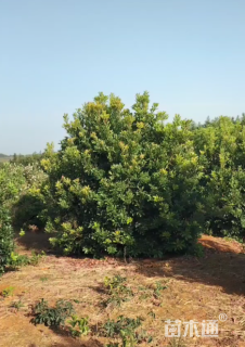 15公分丛生杨梅