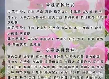 高度50厘米大花月季