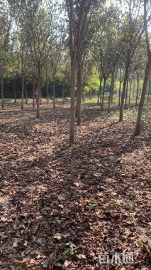 12公分巨紫荆