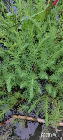 高度20厘米金鱼藻