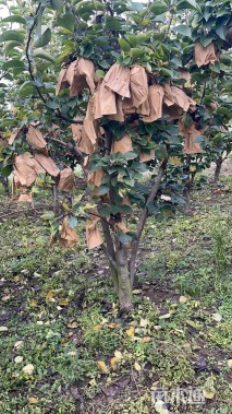 高度2000厘米晚秋黄梨