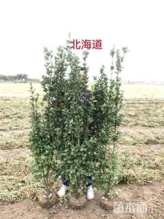 高度30厘米南天竹