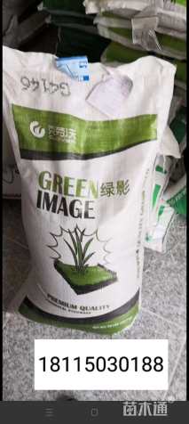 黑麦草