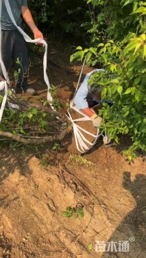 高度300厘米龙游梅