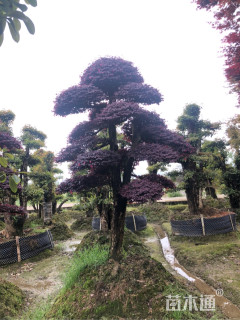 30公分造型红花继木桩