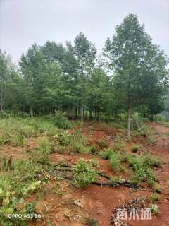 12公分乐昌含笑