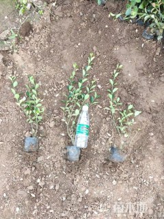 40厘米大叶扶芳藤