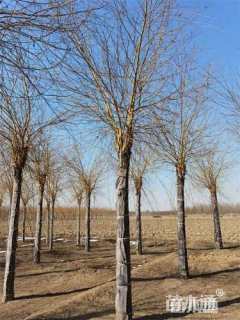 16公分金丝垂柳