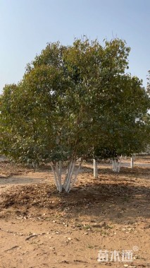 高度400厘米丛生大叶女贞