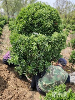 冠幅150厘米冬青球