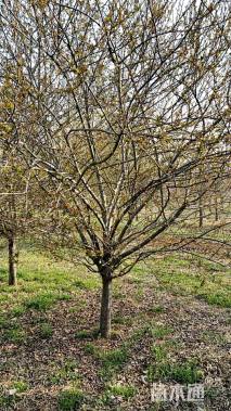 11公分垂丝海棠