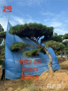 24公分造型黑松