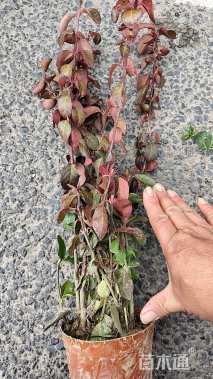 高度40厘米卫矛小苗