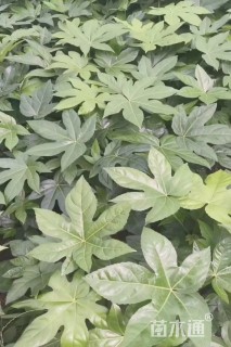 高度40厘米八角金盘小苗