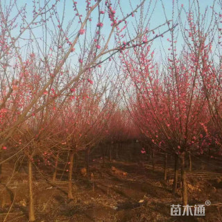 3公分红梅