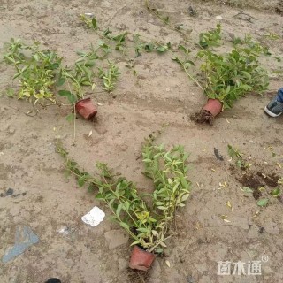 40厘米紫叶金银花