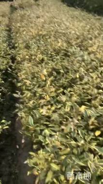 高度30厘米金边胡颓子球