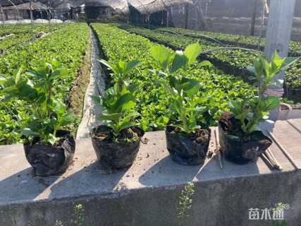 高度25厘米八仙花