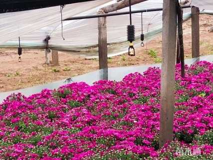 高度25厘米国庆菊