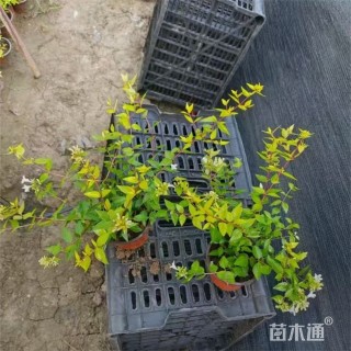 高度45厘米金叶大花六道木