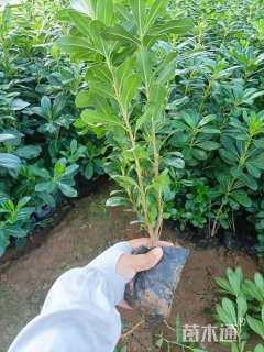 高度30厘米海桐