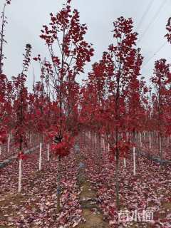 2公分美国红枫-红冠