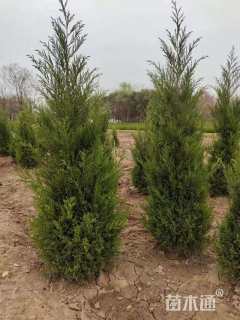 高度100厘米塔柏