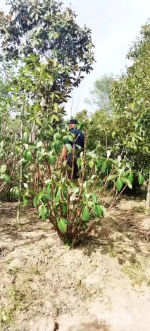 高度120厘米结香球
