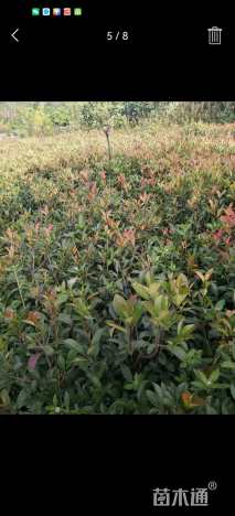 冠幅70厘米红叶石楠球