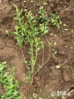 高度25厘米卫矛