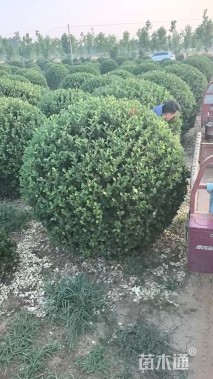 冠幅150厘米卫矛球