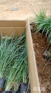 高度40厘米芒草