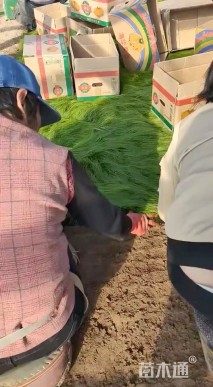 高度30厘米墨西哥羽毛草