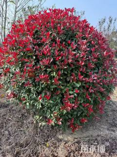 冠幅150厘米红叶石楠球