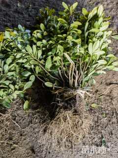 高度40厘米海桐小苗