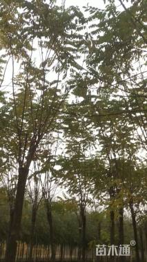 8公分香花槐