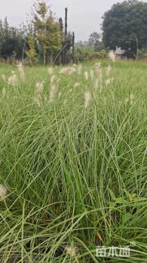 高度20厘米狼尾草