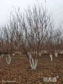 高度500厘米丛生五角枫