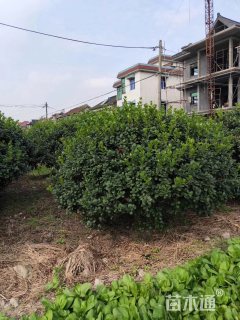 冠幅200厘米无刺枸骨球