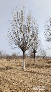 25公分白蜡