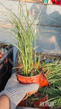 高度20厘米狼尾草