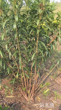 高度100厘米夹竹桃