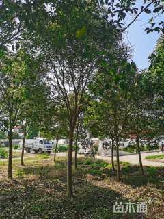 16公分大叶女贞