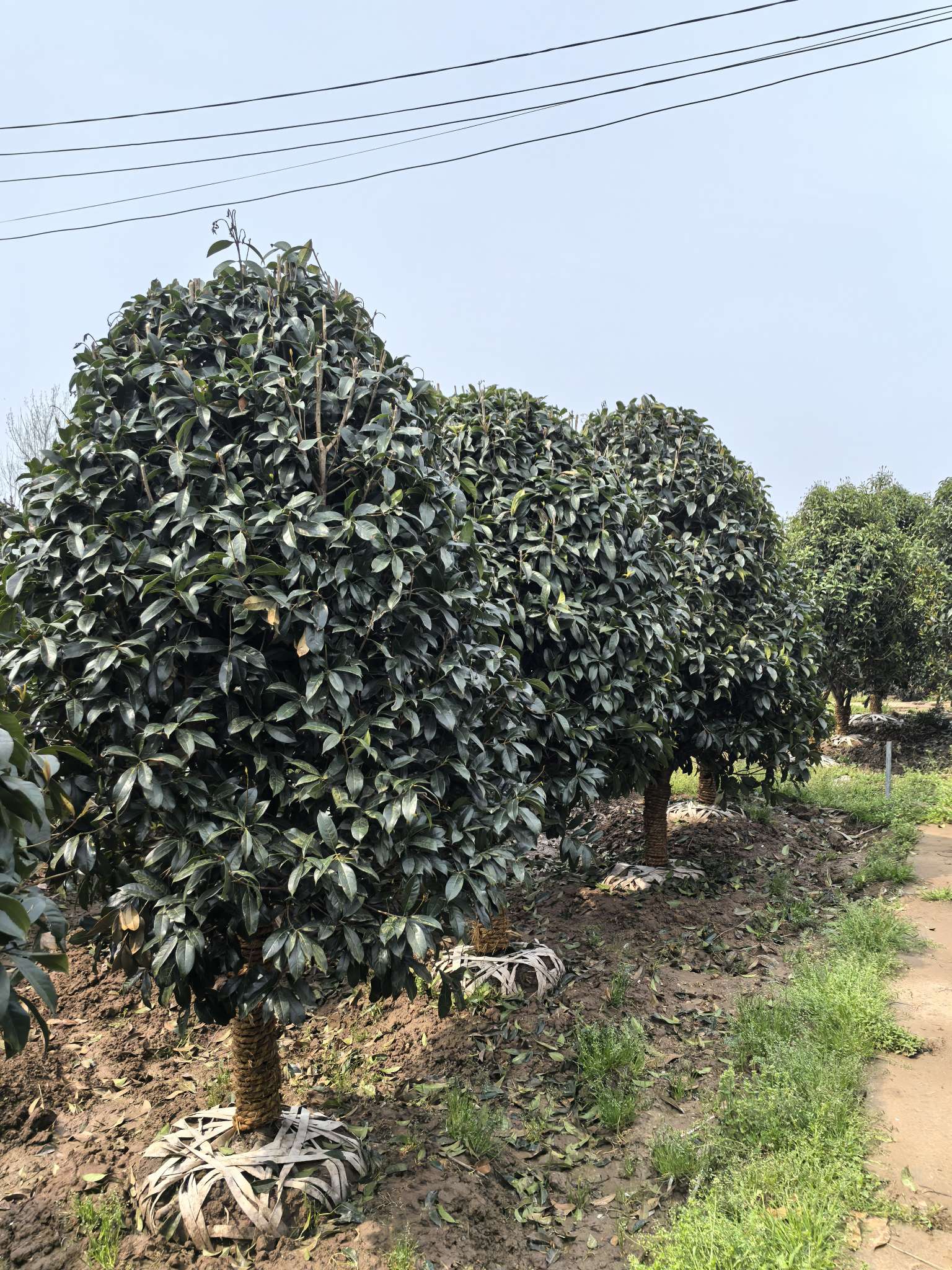 8公分桂花