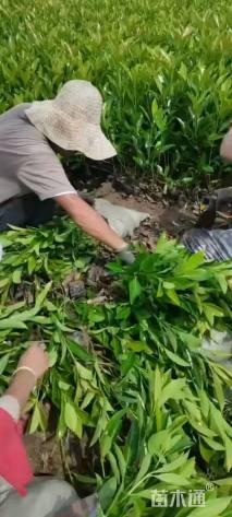 高度40厘米青珊瑚