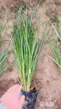 高度80厘米金红羽狼尾草