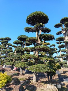 30公分造型刺冬青